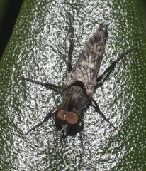 Bonjeania