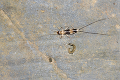 Diplatyidae