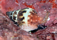 Pisania ignea