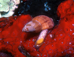 Pisania ignea
