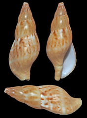 Pisania ignea