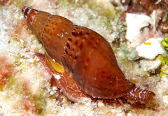 Pisania ignea