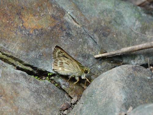 Pale-marked Ace