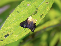 Mooreana trichoneura