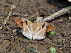 Odontoptilum angulata