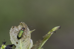 Apophylia beeneni
