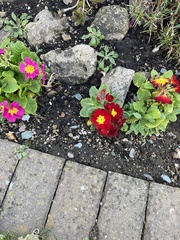 Primula × polyantha