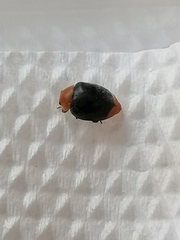 Coccinellidae