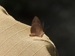 Miletus mallus