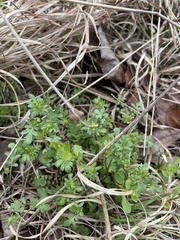 Phacelia glabra
