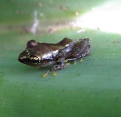 Guibemantis
