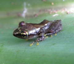 Guibemantis