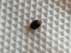 Coccinellidae
