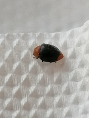 Coccinellidae