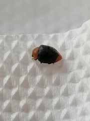 Coccinellidae