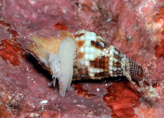 Pisania ignea