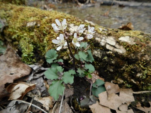 Image of Cardamine flagellifera by (c) Michael J. Papay, some rights reserved (CC BY)