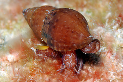 Pisania ignea