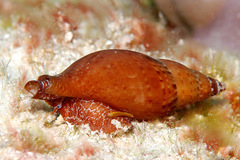 Pisania ignea