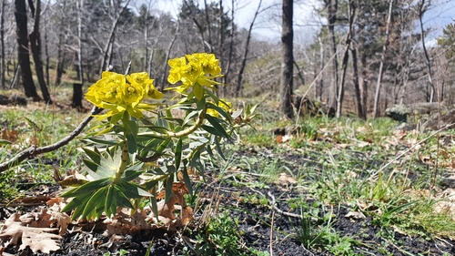Euphorbia rigida