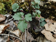 Cardamine flagellifera