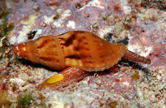 Pisania ignea