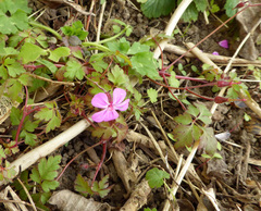 Geranium robertianum