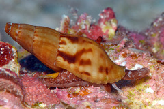 Pisania ignea