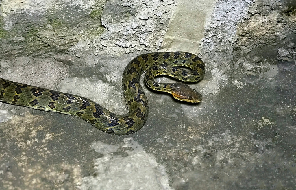 Habu Pit Viper