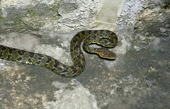 Protobothrops himalayanus