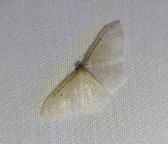 Poecilasthena pulchraria