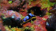 Chromodoris westraliensis
