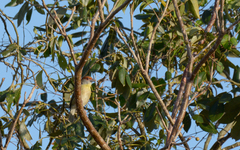 Cyclarhis gujanensis insularis