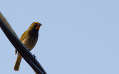 Tiaris olivaceus intermedius