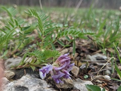 Astragalus bibullatus