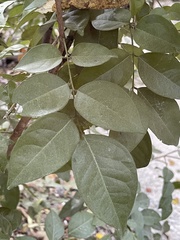 Averrhoa carambola
