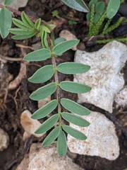 Astragalus bibullatus