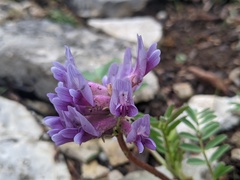 Astragalus bibullatus