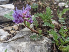 Astragalus bibullatus