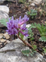 Astragalus bibullatus