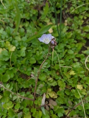 Phacelia dubia interior