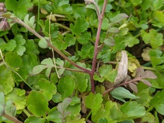 Phacelia dubia interior