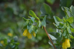 Cerinthe major