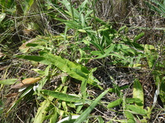 Jurinea salicifolia