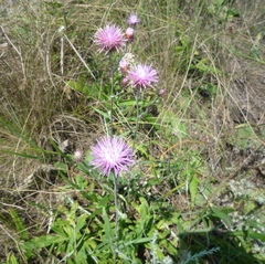 Jurinea salicifolia