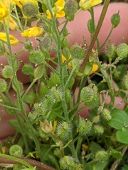 Paysonia lescurii