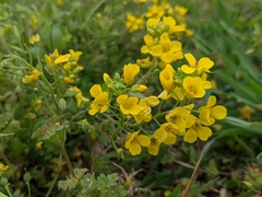 Paysonia lescurii