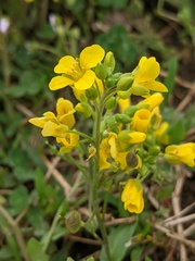 Paysonia lescurii