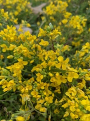 Paysonia lescurii