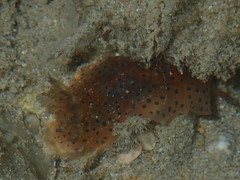 Dendrodoris guttata
